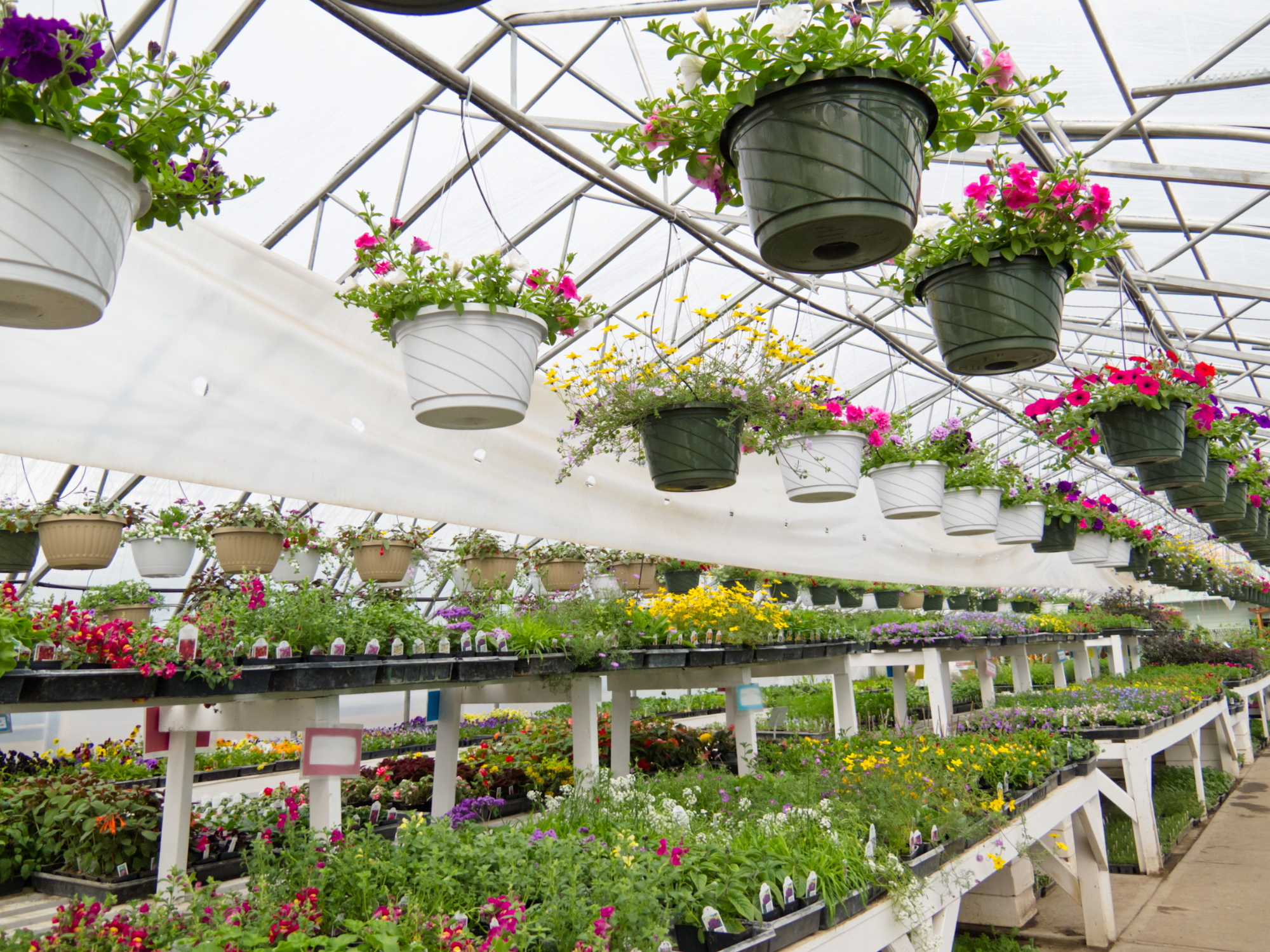 Odkrijte očarljive cvetlične užitke, ki jih nudi vrtnarstvo Pori za prihajajočo sezono